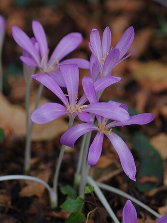 Weekly catch up with garden & propagation Weekly catch up with garden & propagation