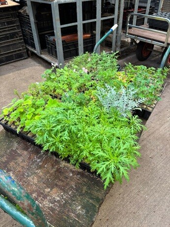 Weekly catch up with garden & propagation Weekly catch up with garden & propagation