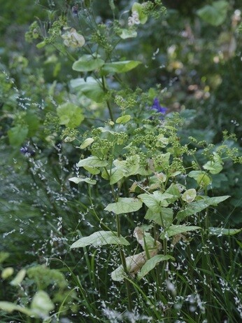Weekly catch up with garden & propagation Weekly catch up with garden & propagation