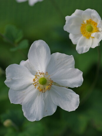 Gardening Dilemmas - Part 5 Gardening Dilemmas - Part 5