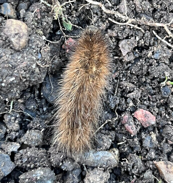 Wild Words from the Ground – Midwinter 2024-2025 Wild Words from the Ground – Midwinter 2024-2025