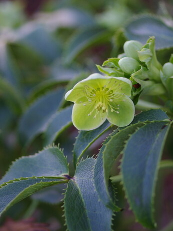 Hellebores in winter Hellebores in winter