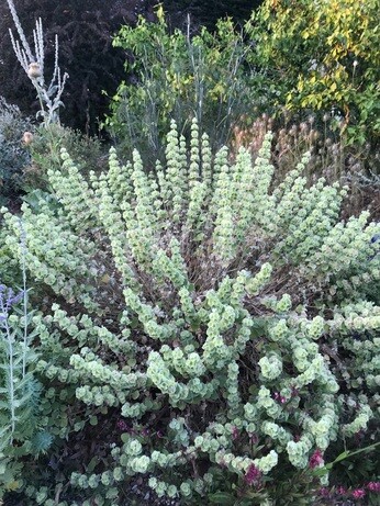 Easy evergreens for winter interest Easy evergreens for winter interest