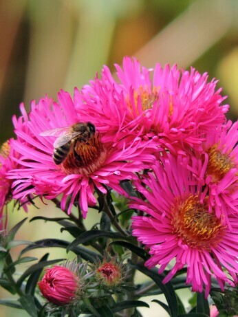 Symphyotrichum-How to Grow and Care for Symphyotrichum-How to Grow and Care for