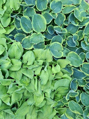 Weekly catch up with gardens & propagation Weekly catch up with gardens & propagation