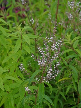 How to grow herbs and what to do with them How to grow herbs and what to do with them