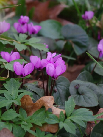 Top 10 early spring plants Top 10 early spring plants