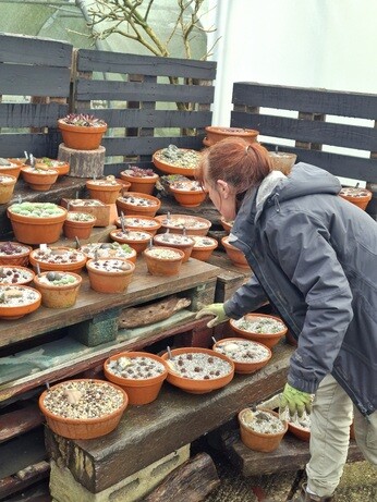 Weekly catch up with gardens & propagation Weekly catch up with gardens & propagation