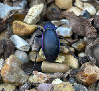 Wild Words from the Ground – February & March Wild Words from the Ground – February & March