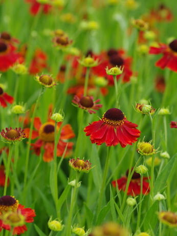 Our favourite perennials for late summer colour Our favourite perennials for late summer colour