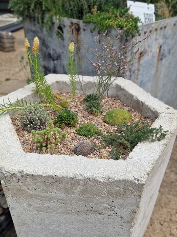 Container gardening Container gardening
