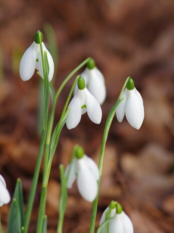 Splendid snowdrops at the Beth Chatto Gardens Splendid snowdrops at the Beth Chatto Gardens