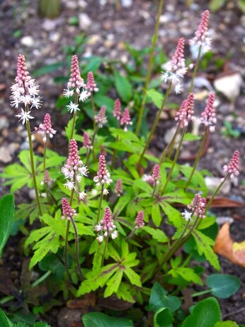 Autumn Planting: helping gardeners adapt to a changing climate Autumn Planting: helping gardeners adapt to a changing climate