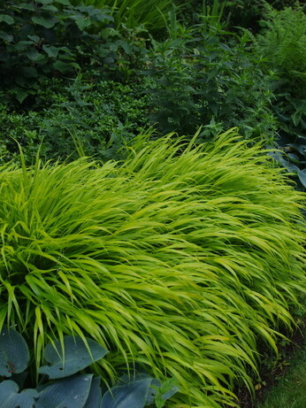 Gardening Dilemmas - Part 5 Gardening Dilemmas - Part 5
