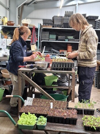 Weekly catch up with garden and propagation Weekly catch up with garden and propagation