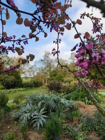 Weekly catch up with garden & propagation Weekly catch up with garden & propagation