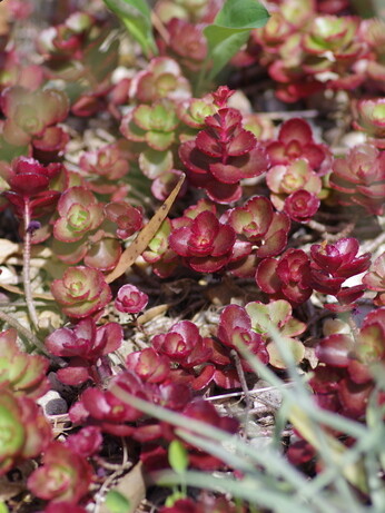 Weekly catch up with gardens & propagation Weekly catch up with gardens & propagation