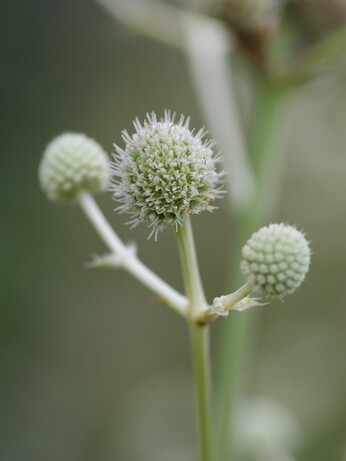 Plant profile - eryngium Plant profile - eryngium
