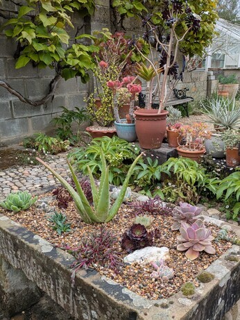 Weekly catch up with garden and propagation Weekly catch up with garden and propagation