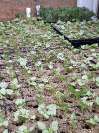Weekly catch up with garden & propagation Weekly catch up with garden & propagation