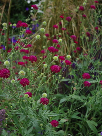 Team Chatto's favourite plants