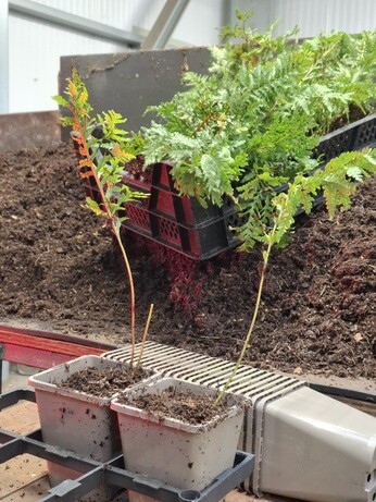 Weekly catch up with garden & propagation Weekly catch up with garden & propagation