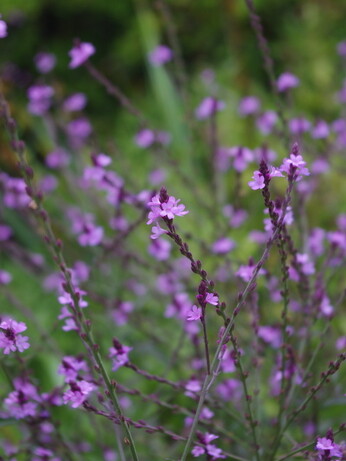Verbena- How to Grow and Care for Verbena- How to Grow and Care for