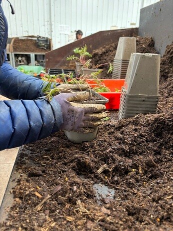 Weekly catch up with garden & propagation Weekly catch up with garden & propagation