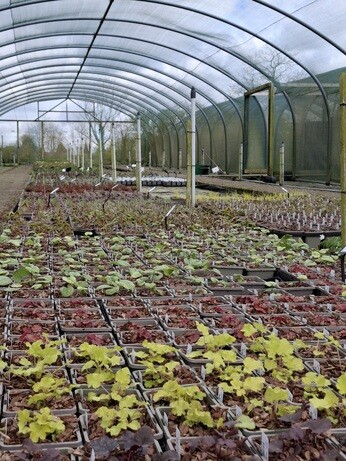 Weekly catch up with garden & propagation Weekly catch up with garden & propagation