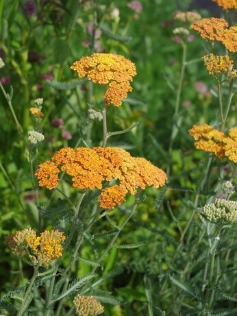 Perennials and tender plants for gorgeous seasonal container displays Perennials and tender plants for gorgeous seasonal container displays