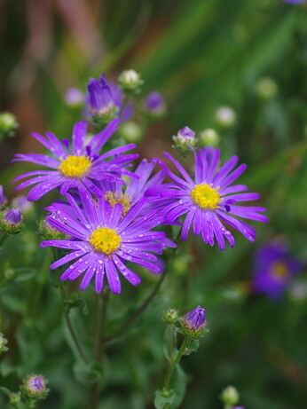 Our favourite perennials for late summer colour Our favourite perennials for late summer colour