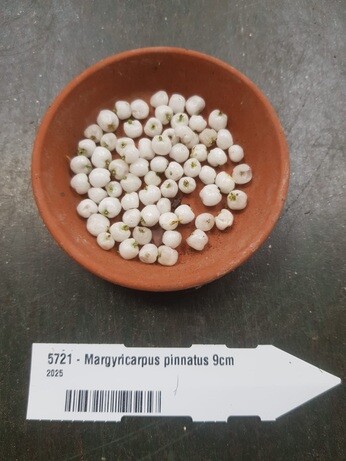 Weekly catch up with garden & propagation Weekly catch up with garden & propagation