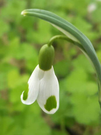 Splendid snowdrops at the Beth Chatto Gardens Splendid snowdrops at the Beth Chatto Gardens