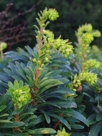 Gardening Dilemmas - Part 5 Gardening Dilemmas - Part 5