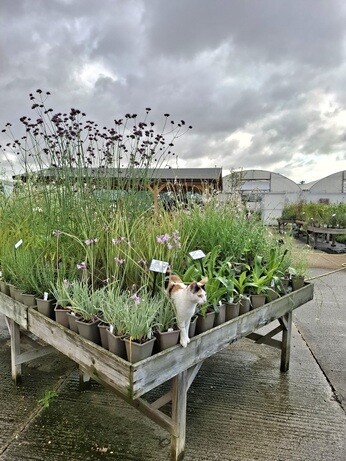 Weekly catch up with garden & propagation Weekly catch up with garden & propagation