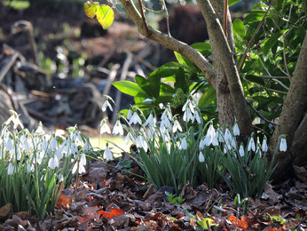Splendid snowdrops at the Beth Chatto Gardens Splendid snowdrops at the Beth Chatto Gardens
