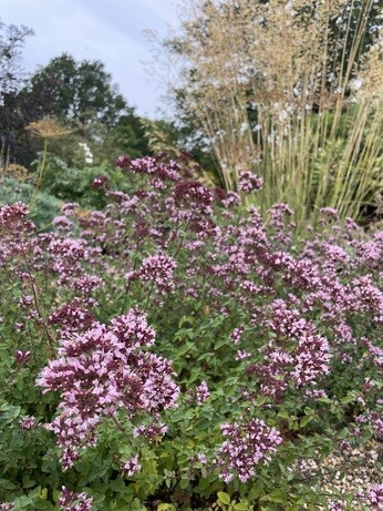Weekly catch up with garden & propagation Weekly catch up with garden & propagation