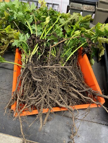 Winter Propagation- Root Cuttings Winter Propagation- Root Cuttings