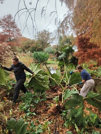 Weekly catch up with garden & propagation Weekly catch up with garden & propagation