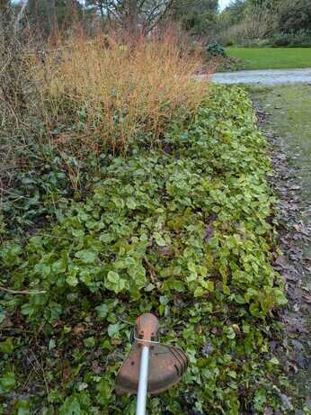 January news from the garden and propagation January news from the garden and propagation