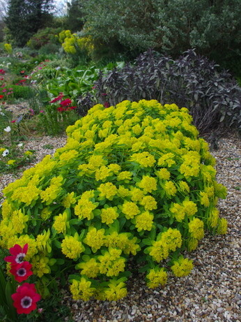 Autumn Planting: helping gardeners adapt to a changing climate Autumn Planting: helping gardeners adapt to a changing climate