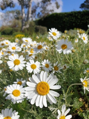 Plant name changes for 2024 Plant name changes for 2024