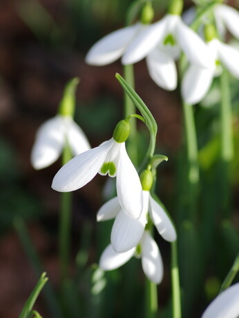 Splendid snowdrops at the Beth Chatto Gardens Splendid snowdrops at the Beth Chatto Gardens