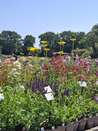 Weekly catch up with garden and propagation Weekly catch up with garden and propagation