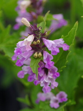 Nepeta (Catmint)- how to grow and care for Nepeta (Catmint)- how to grow and care for