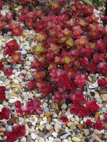 Plants that have stood up to the summer - Gravel Garden Plants that have stood up to the summer - Gravel Garden