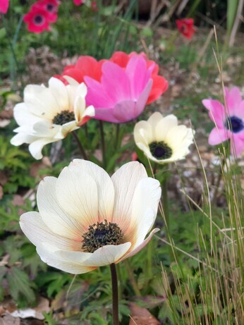 Top 10 early spring plants Top 10 early spring plants