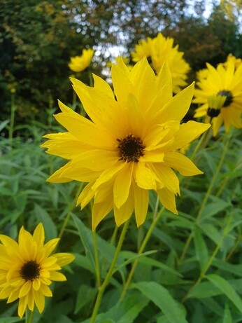Top 10 plants for autumn Interest Top 10 plants for autumn Interest