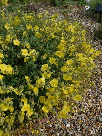 Top 12 drought-resistant plants Top 12 drought-resistant plants