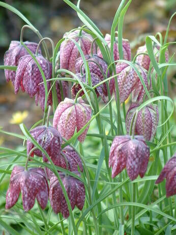 Weekly catch up with garden & propagation Weekly catch up with garden & propagation